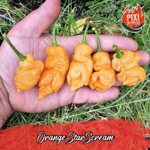 Orange Star Scream