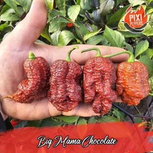 Big Mama Chocolate