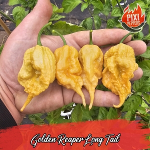Golden Reaper Long Tail