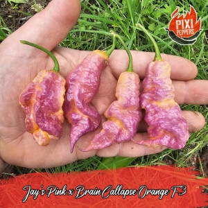 Jay's Pink x Brain  Callapse Orange