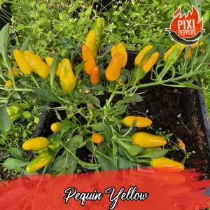 Pequin yellow