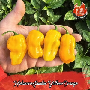 Habanero Gambia Yellow/Orange