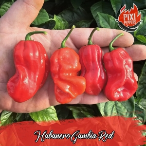 Habanero Gambia Red