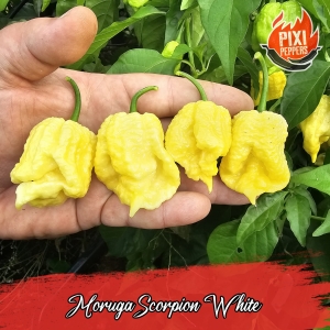 Moruga Scorpion White