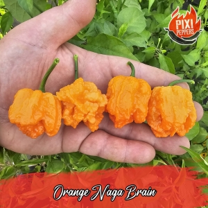 Orange Naga Brain
