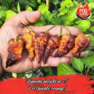 Pimenta projekt no-5 (purple/orange