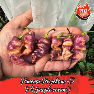 Pimenta projekt no-5 (purple/cream)