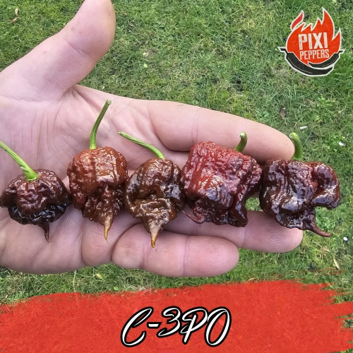 CP-338.jpg