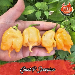 Giant P. Scorpion