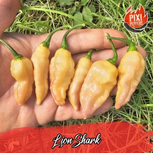 Lion Shark