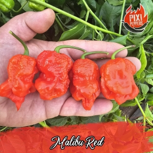 Malibu Red