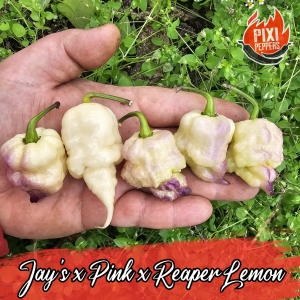 Jay's x Pink x Reaper Lemon