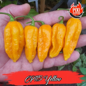 CP115 Yellow