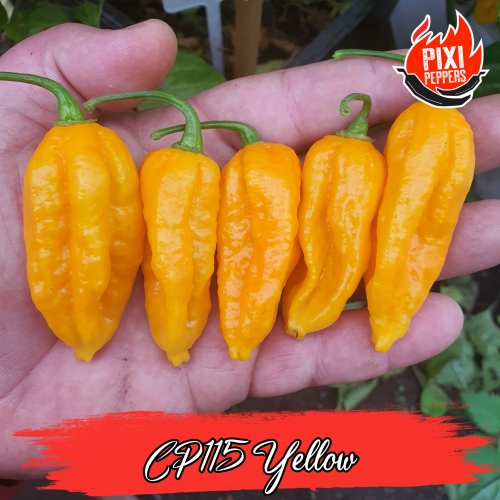 CP-01.jpg