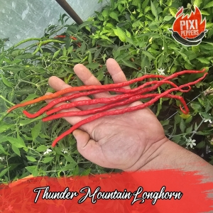 Thunder Mountain Longhorn