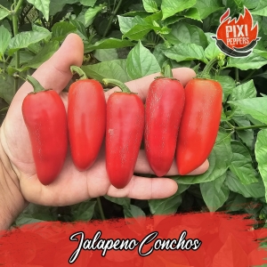 Jalapeno Conchos