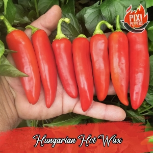 Hungarian Hot Wax