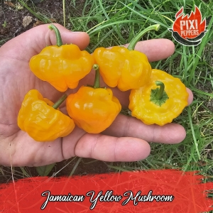 Jamaican Mushrooms Yellow