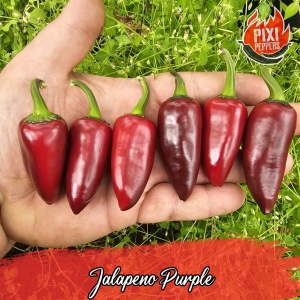 Jalapeno Purple