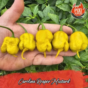Carolina Reaper Mustard