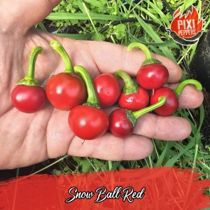 Snow Ball Red