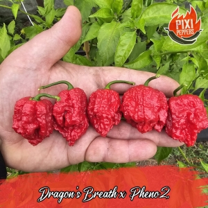 Dragon's Breath X Pheno.2