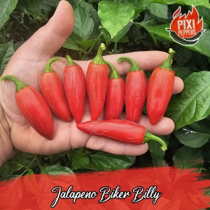 Jalapeno Biker Billy