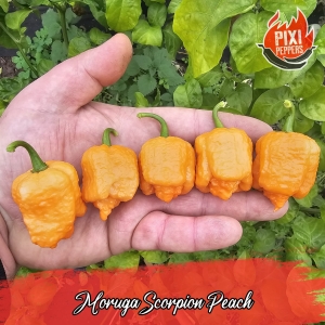 Moruga Scorpion Peach