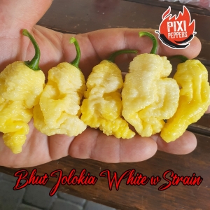 Bhut Jolokia White w Strain