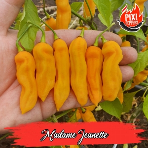Madame Jeanette