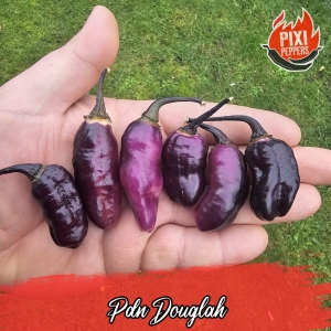 PDN Douglah