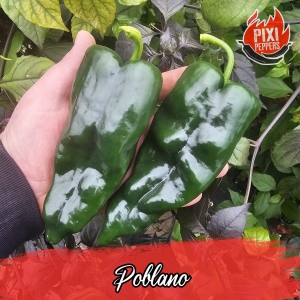 Poblano 