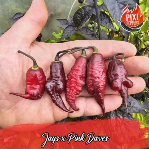 Jays x Pink Daves