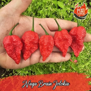 Naga Brain Jolokia