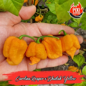 Carolina Reaper x Bhutlah Yellow