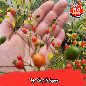 Wild Chiltepin