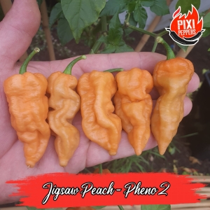 Jigsaw Peach - Pheno.2