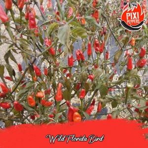 Wild Florida Bird