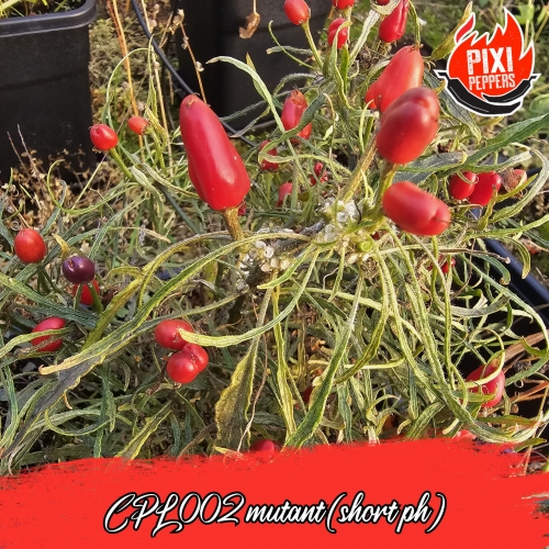 CPM-10.jpg