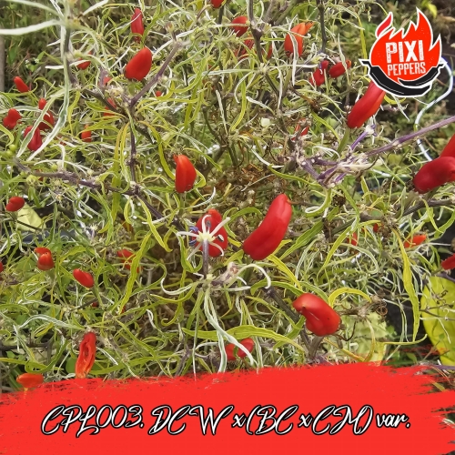 CPM-11.jpg
