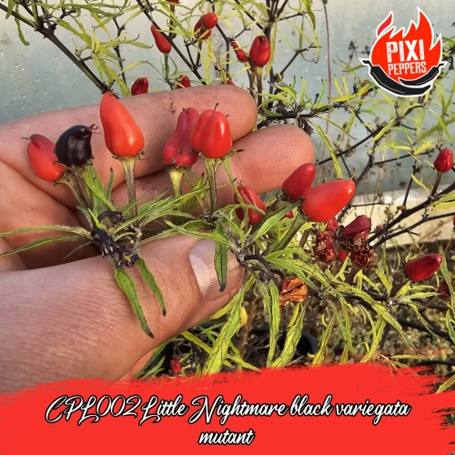 CPM-13.jpg