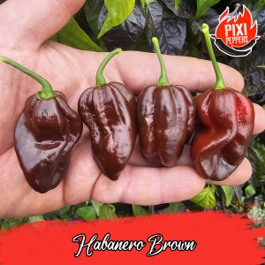 Habanero Brown