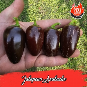 Jalapeno Azabache
