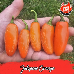 Jalapeno Orange