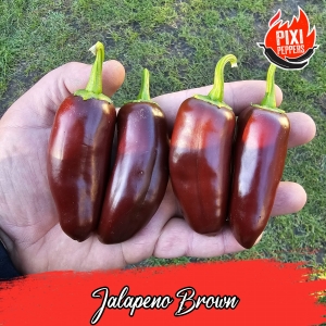 Jalapeno Brown