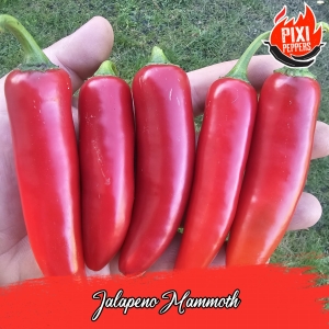 Jalapeno Mammoth