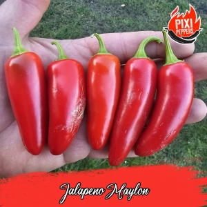 Jalapeno Maylon