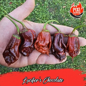 Luicifer's Chocolate