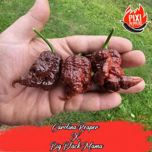 Carolina Reaper x Big Black Mama