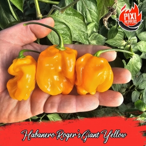 Habanero Roger's Giant Yellow